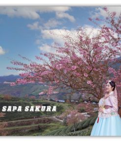 Tour Ngắm Hoa Anh Đào Sapa 3 ngày 2 đêm